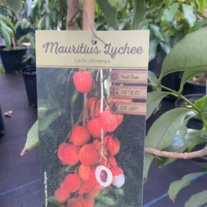 Lychee Tree Live Plant - 3 Feet Tall in 3 Gallon Pot - Ready for Your Garden - Not Ship CA