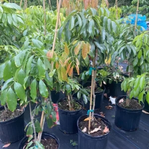 Lychee Tree Live Plant - 3 Feet Tall in 3 Gallon Pot - Ready for Your Garden - Not Ship CA