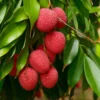 Lychee Tree - Sweet Heart Litchi Plant 2-3 ft Tall - 3 Gal Pot - Airlayered