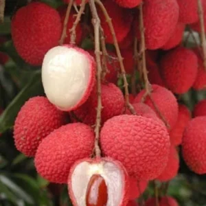 Lychee Tree - Sweet Heart Litchi Plant 2-3 ft Tall - 3 Gal Pot - Airlayered