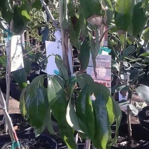 Lychee Tree - Sweet Heart Litchi Plant 2-3 ft Tall - 3 Gal Pot - Airlayered