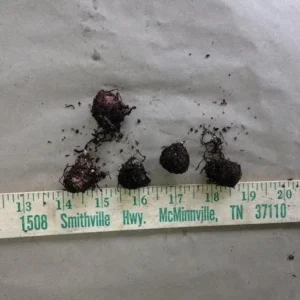 Jack-In-The-Pulpit Bulbs - 5 Indian Turnip Arisaema Triphyllum - Shade Plant