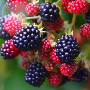 Blackberry Plants - 3 Prime Ark Thornless Primocane Plugs - Large Blackberries