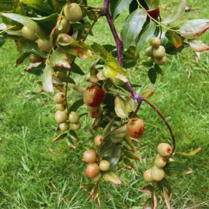 Jujube Li Tree Grafted - 2-3 ft Tall - Ready to Plant