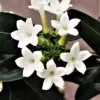 Madagascar Jasmine Plant - Stephanotis Floribunda - 1 ft Tall - 6 in Pot - White Flowers