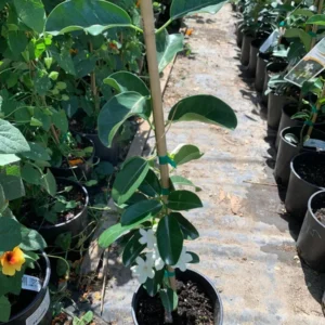 Madagascar Jasmine Plant - Stephanotis Floribunda - 1 ft Tall - 6 in Pot - White Flowers