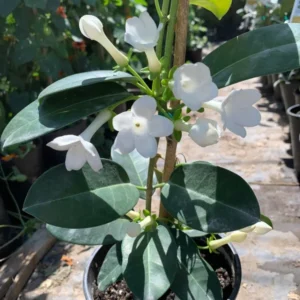 Madagascar Jasmine Plant - Stephanotis Floribunda - 1 ft Tall - 6 in Pot - White Flowers