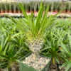 Madagascar Palm Pachypodium Plant - Rare Succulent in 3" Pot - Exotic Indoor Plant