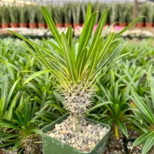 Madagascar Palm Pachypodium Plant - Rare Succulent in 3