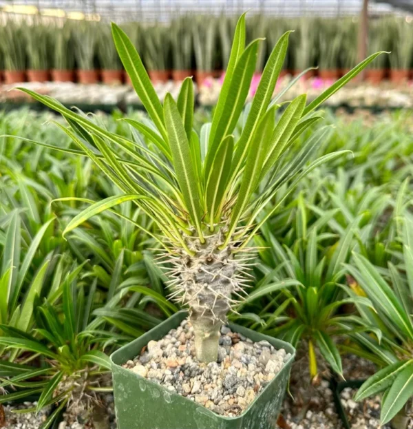 Madagascar Palm Pachypodium Plant - Rare Succulent in 3" Pot - Exotic Indoor Plant