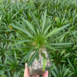Madagascar Palm Pachypodium Plant - Rare Succulent in 3