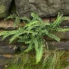 Maidenhair Spleenwort Fern 5 Rhizomes - Asplenium Platyneuron