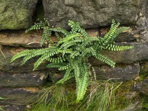 Maidenhair Spleenwort Fern 5 Rhizomes - Asplenium Platyneuron