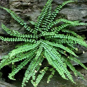 Maidenhair Spleenwort Fern 5 Rhizomes - Asplenium Platyneuron