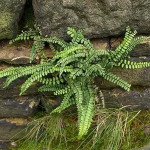 Maidenhair Spleenwort Fern 5 Rhizomes - Asplenium Platyneuron