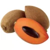 Mamey Sapote Grafted Tree - Pouteria Sapota Tree - 1 to 2 Feet - 3 Gal Pot