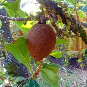 Mamey Sapote Grafted Tree - Pouteria Sapota Tree - 1 to 2 Feet - 3 Gal Pot