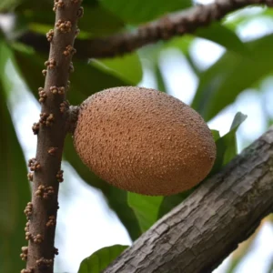 Mamey Sapote Grafted Tree - Pouteria Sapota Tree - 1 to 2 Feet - 3 Gal Pot