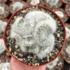 Mammillaria Baumii Crest White Cactus - 6 inch Pot - Rare Brain Cactus
