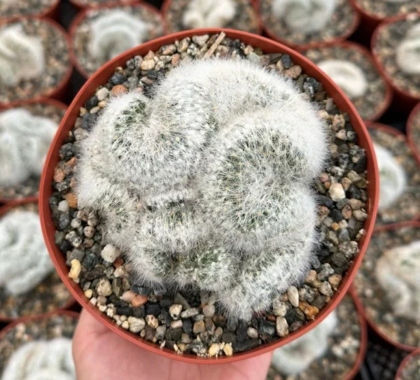Mammillaria Baumii Crest White Cactus - 6 inch Pot - Rare Brain Cactus