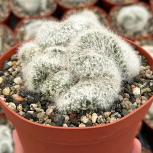 Mammillaria Baumii Crest White Cactus - 6 inch Pot - Rare Brain Cactus