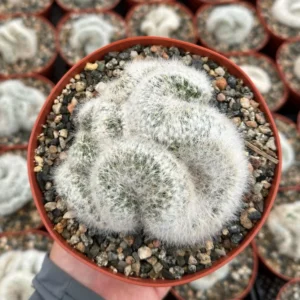 Mammillaria Baumii Crest White Cactus - 6 inch Pot - Rare Brain Cactus