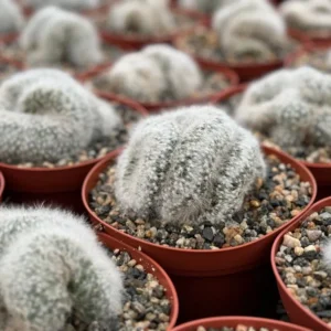 Mammillaria Baumii Crest White Cactus - 6 inch Pot - Rare Brain Cactus