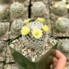 Mammillaria Duwei Rare Cactus Live Plant - 3 inch Pot - Unique
