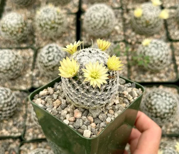 Mammillaria Duwei Rare Cactus Live Plant - 3 inch Pot - Unique