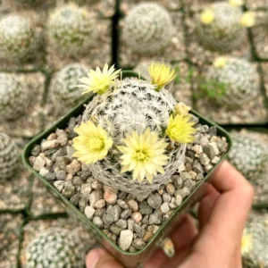 Mammillaria Duwei Rare Cactus Live Plant - 3 inch Pot - Unique