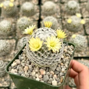 Mammillaria Duwei Rare Cactus Live Plant - 3 inch Pot - Unique