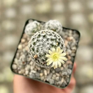 Mammillaria Duwei Rare Cactus Live Plant - 3 inch Pot - Unique