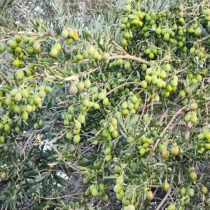 Manzanillo Olive Tree Plant - 2 Feet Tall - 6 Inch Pot