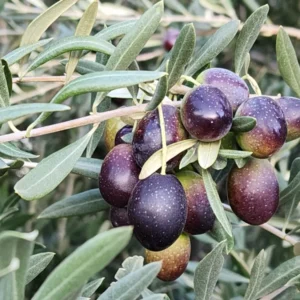 Manzanillo Olive Tree Plant - 2 Feet Tall - 6 Inch Pot