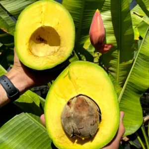 Marcus Pumpkin Avocado Tree - 1 ft Grafted Fruit Tree - 6