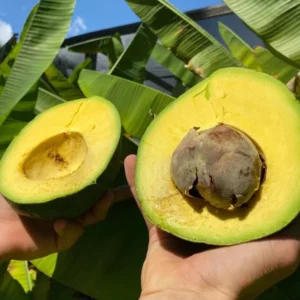 Marcus Pumpkin Avocado Tree - 1 ft Grafted Fruit Tree - 6