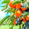 Maru Persimmon Tree - 3-4 Ft Tall - 3 Gal Pot - Fruit Tree - Bigger Trunk