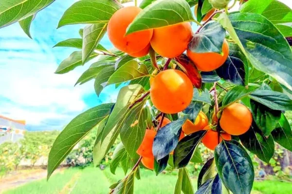 Maru Persimmon Tree - 3-4 Ft Tall - 3 Gal Pot - Fruit Tree - Bigger Trunk