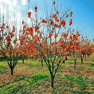 Maru Persimmon Tree - 3-4 Ft Tall - 3 Gal Pot - Fruit Tree - Bigger Trunk