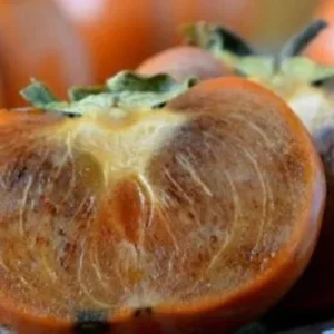 Maru Persimmon Tree - 3-4 Ft Tall - 3 Gal Pot - Fruit Tree - Bigger Trunk