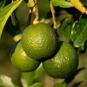 Reed Avocado Tree - 2-3 Ft Tall Grafted Fruit Tree in 3 Gal Pot