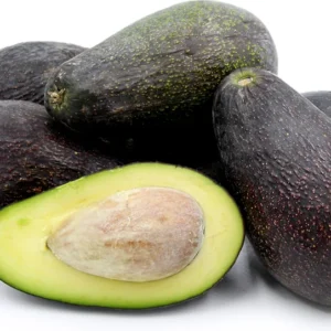 Mexicola Avocado Tree - 1 Foot Grafted Tree - Plastic Bag