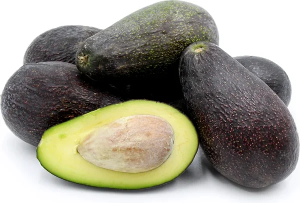Mexicola Avocado Tree - 1 Foot Grafted Tree - Plastic Bag