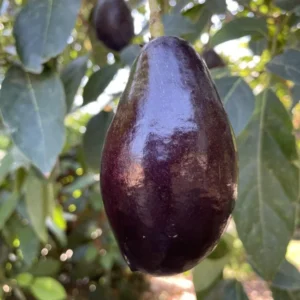 Mexicola Avocado Tree - 1 Foot Grafted Tree - Plastic Bag
