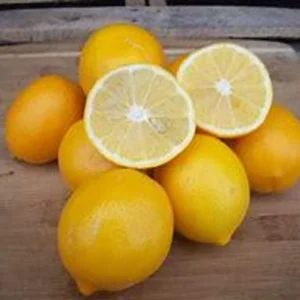 Meyer Lemon Tree – 2 to 3 Ft Citrus Tree – 2 Gallon Fresh Fruit Plant - Not Ship CA