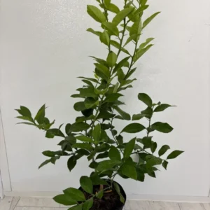 Meyer Lemon Tree – 2 to 3 Ft Citrus Tree – 2 Gallon Fresh Fruit Plant - Not Ship CA