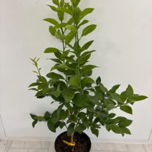 Meyer Lemon Tree – 2 to 3 Ft Citrus Tree – 2 Gallon Fresh Fruit Plant - Not Ship CA