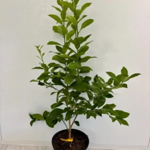 Meyer Lemon Tree – 2 to 3 Ft Citrus Tree – 2 Gallon Fresh Fruit Plant - Not Ship CA