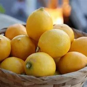 Meyer Lemon Tree – 2 to 3 Ft Citrus Tree – 2 Gallon Fresh Fruit Plant - Not Ship CA