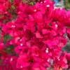 Miami Pink Bougainvillea Plant - Live Flowers Vine - 1-2ft Tall